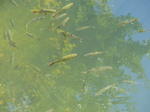 FZ031951 Fishes in moat of fort.jpg